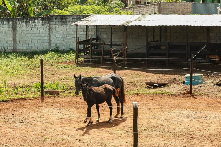 Destino de muitos animais ainda é incerto. Foto: Lui Pereira/Agência Primaz
