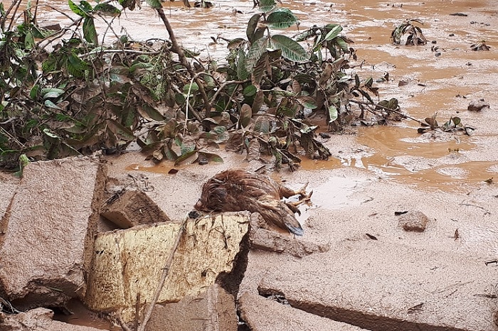 Muitos animais morreram com a enchente. Foto: Marcelo Sena/Agência Primaz