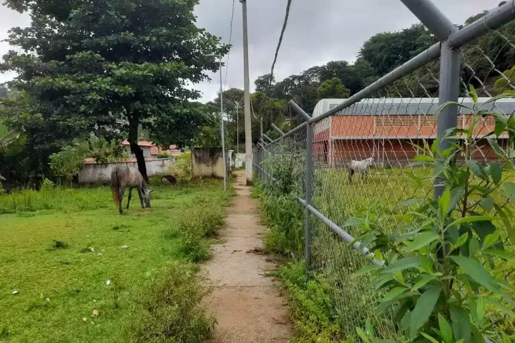 Espaço ao lado do campo tem sido utilizado como pasto de animais