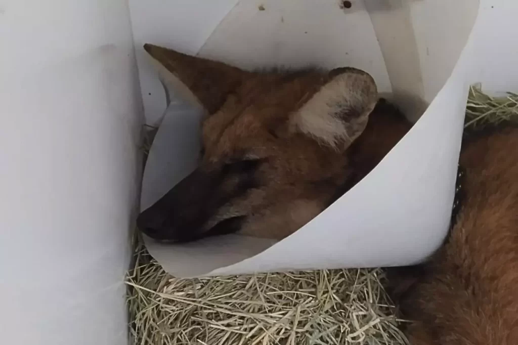 Lobo-guará atropelado está em estado grave com fraturas na pata traseira