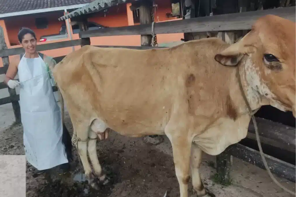 Equipe de veterinária da Secretaria de Desenvolvimento Rural realizando inseminação em uma vaca, em Cachoeira do Brumado
