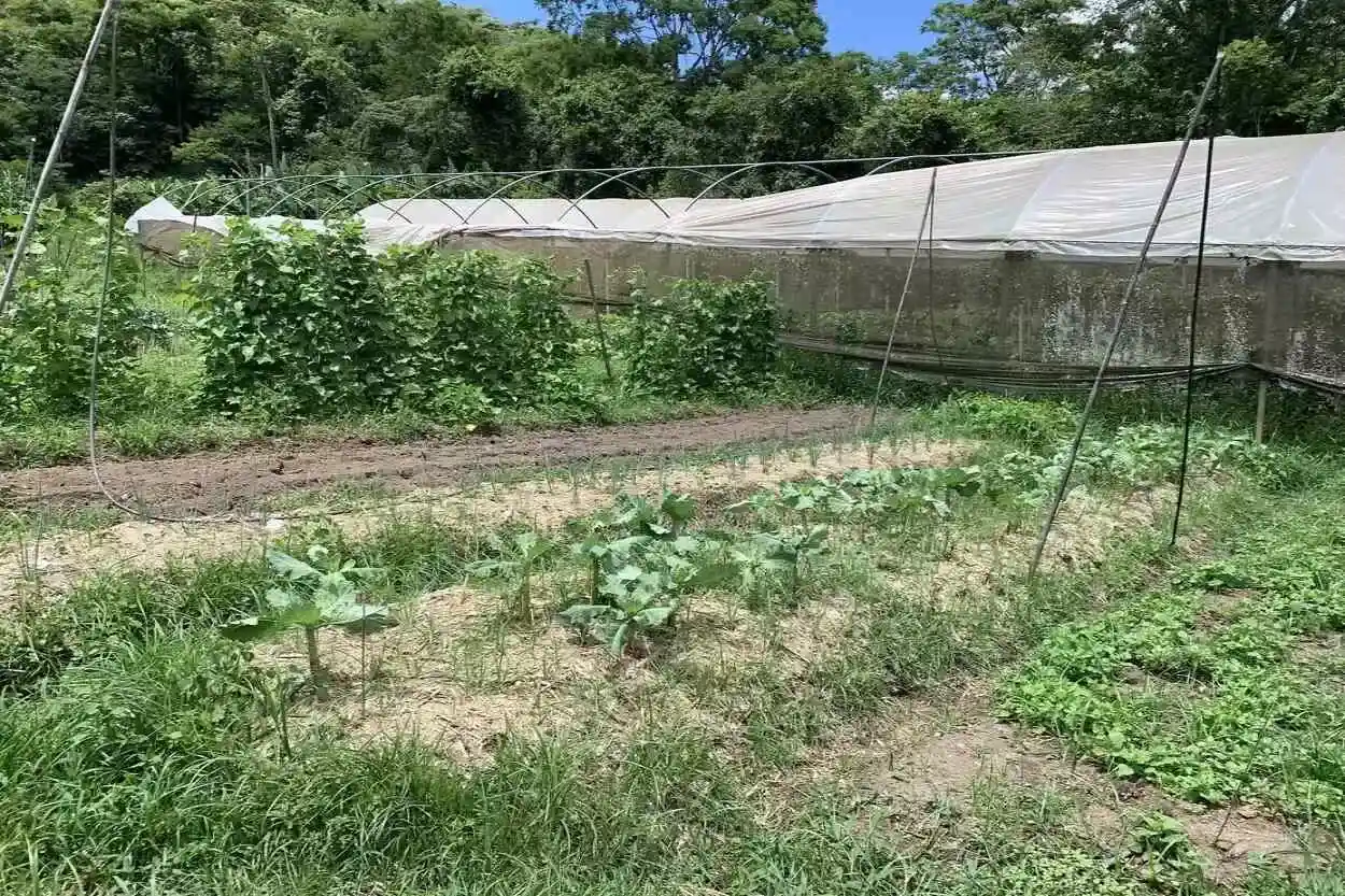 A horta comunitária produz uma grande variedade de frutas, legumes e hortaliças