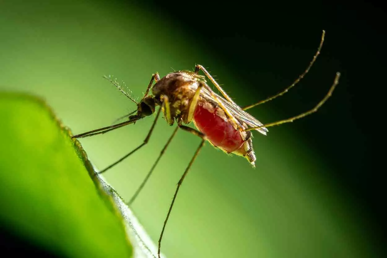 O Aedes aegypti é o transmissor da dengue, chikungunya e zika vírus – Foto: Franklin Santillan/Pexels
