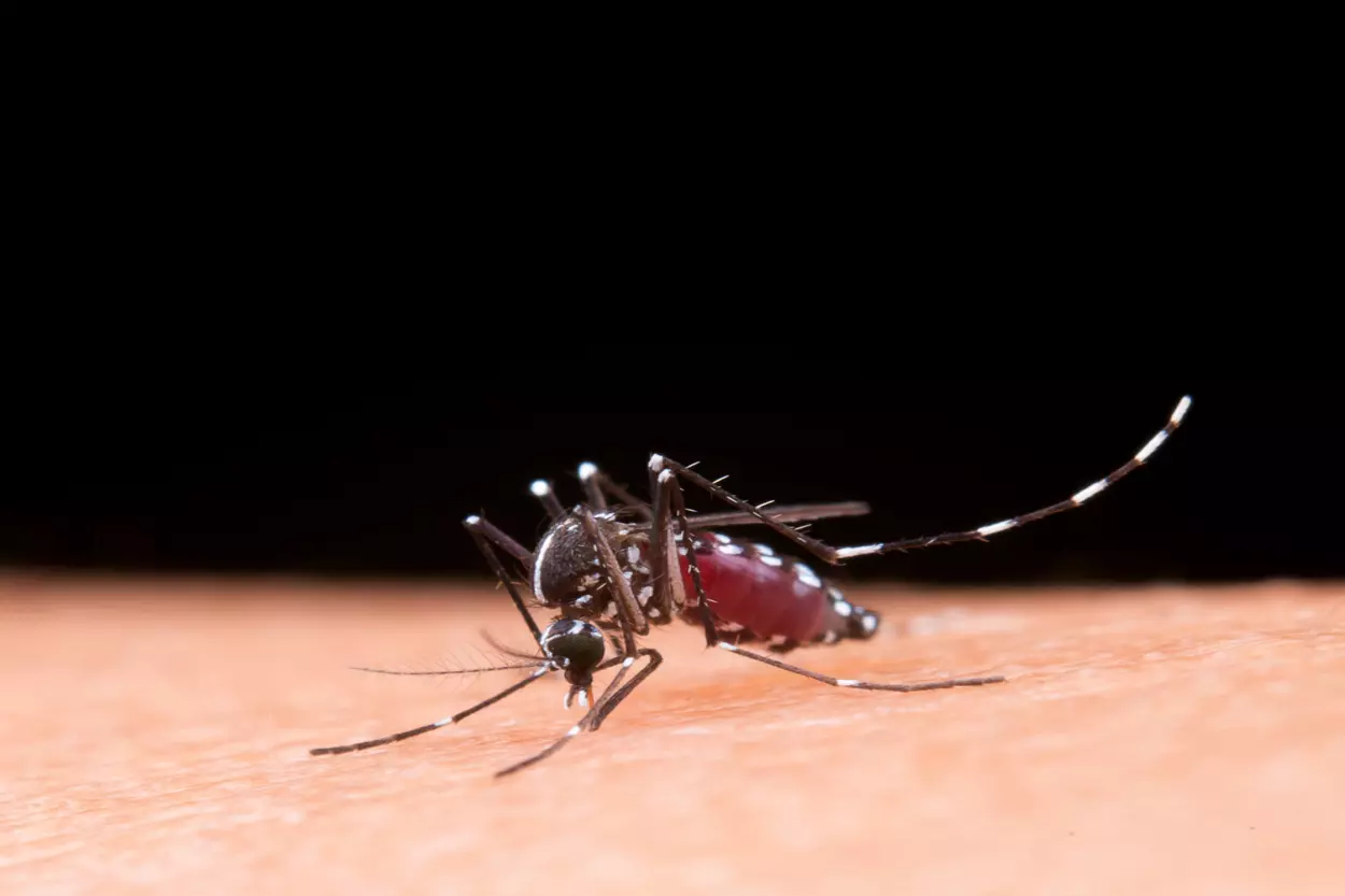 Mosquito transmissor da dengue, que registrou mais de dois mil casos em Mariana, no ano passado