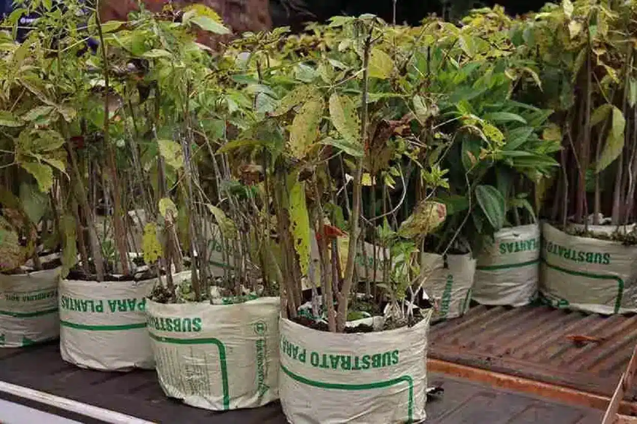 Diversas árvores frutíferas foram plantadas no terreno da COTEREM, com mudas doadas pela Samarrco