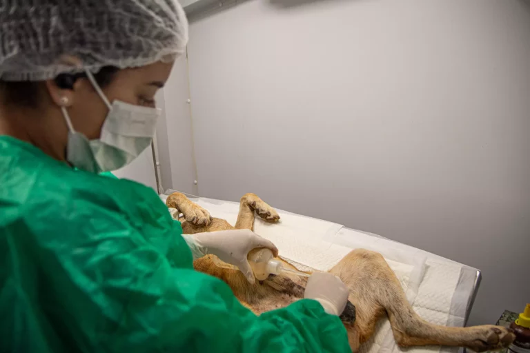 Foto para a matéria "Itabirito amplia ações de controle populacional de cães e gatos".