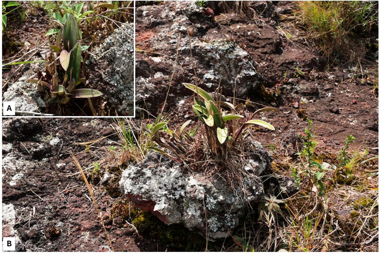 Orquidea potencialmente ameaçada em terreno da mineração
