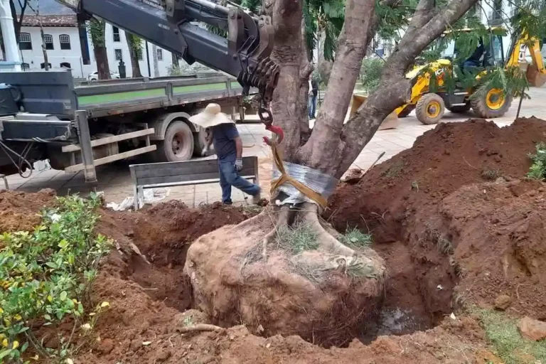 Um dos flamboyants colocados no Jardim tem aproximadamente 40 anos