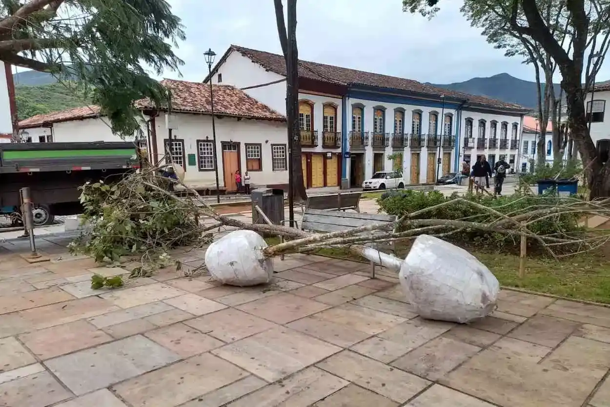 Os ipês escolhidos para o plantio têm desenvolvimento menor que os flamboyants