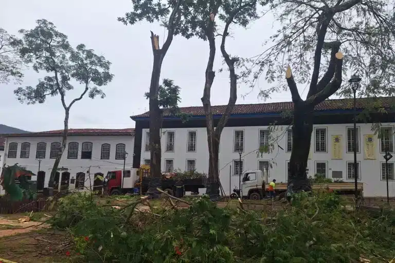 árvore caída no jardim de mariana