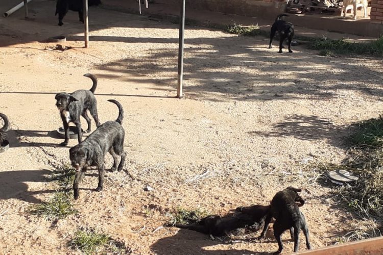 Cães se alimentam de carcaça de outro cão morto dias antes.