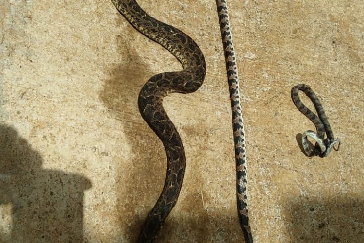 Três cobras foram encontradas em um só dia na Vila Samarco